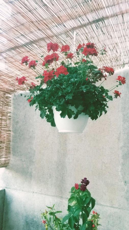 Guest House Darinka Draga Bascanska Ngoại thất bức ảnh